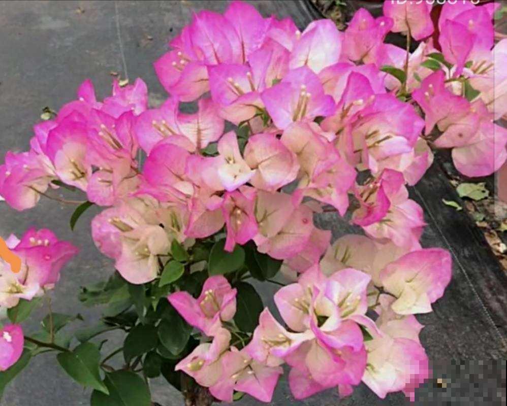 5种花吸引力太强,养好一盆,就会越来越上瘾 5种花吸引力太强,养好一盆,就会越来越上瘾