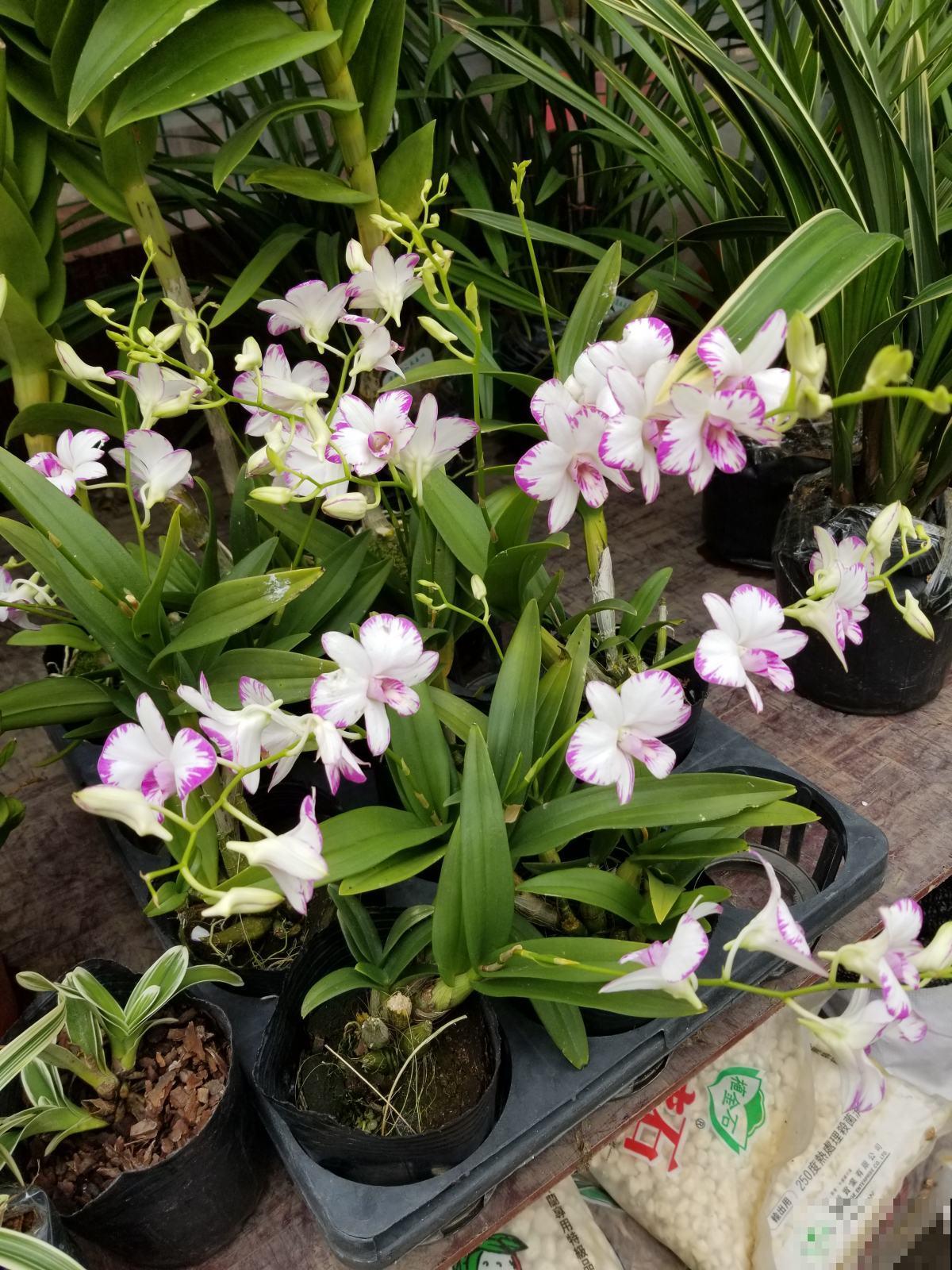 石斛花这么养，不黄叶不烂根，轻松养成“小瀑布”！