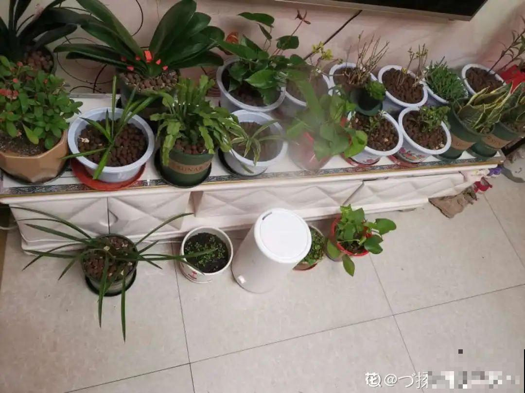 光照不好不要紧，浴霸照一照，花开爆盆！