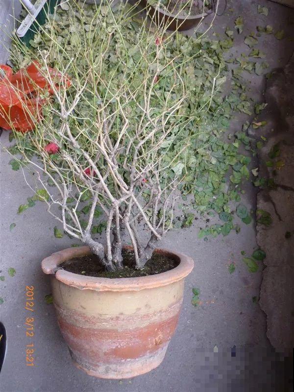 3月是给花剃头的好时机,现在狠心剪,下月就开花 3月是给花剃头的好时机,现在狠心剪,下月就开花