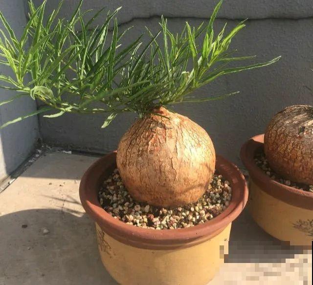 农村树上长出大萝卜?开出灯笼花,价格贵的出奇! 农村树上长出大萝卜?开出灯笼花,价格贵的出奇!