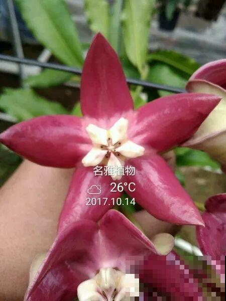 花市10块钱买的花，开花之后身价倍增，真赚了！