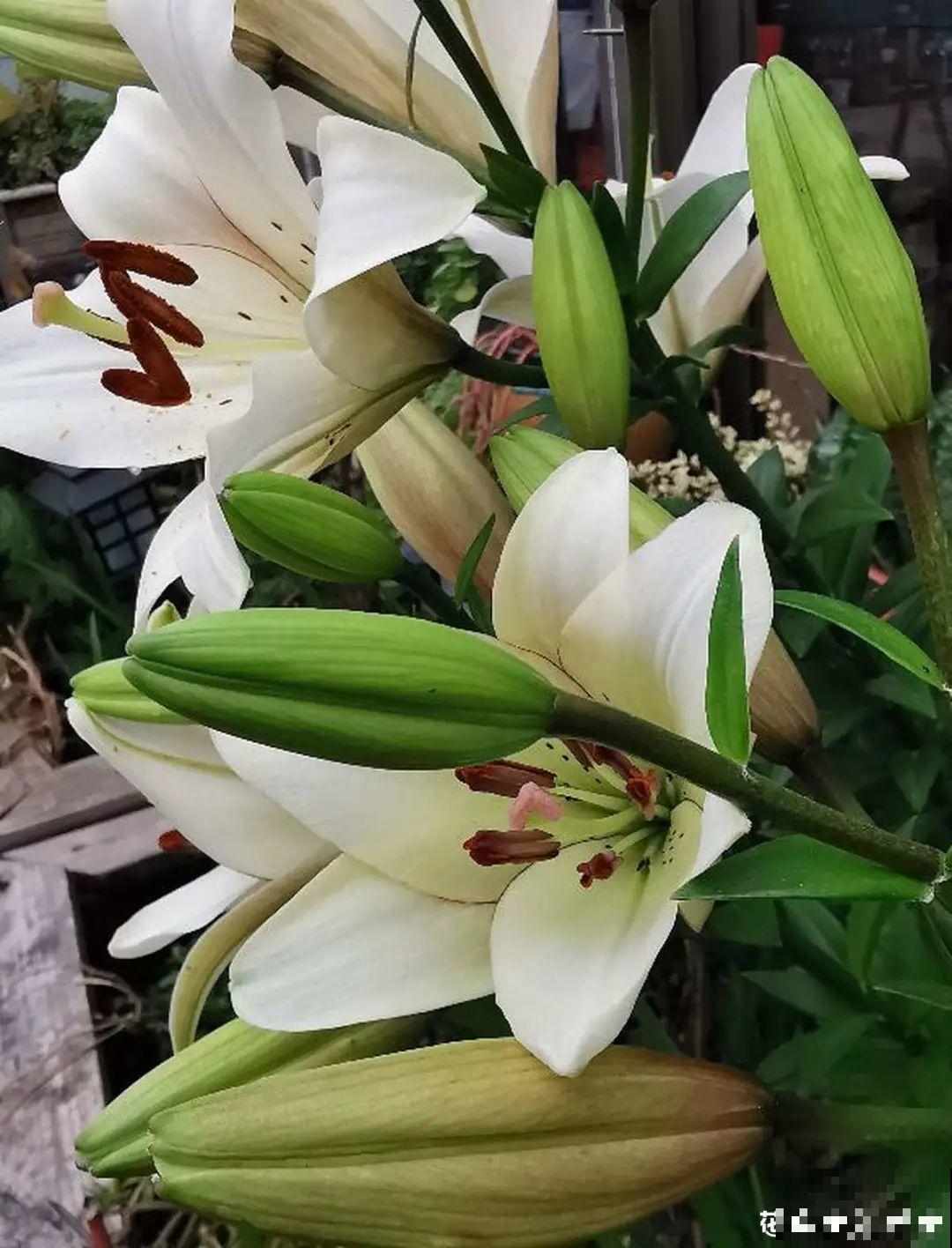 冬天的5种花特香，越冷越开花，像是喷了香水