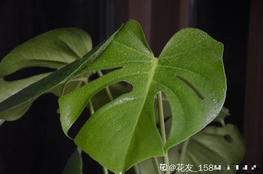 冬天干燥静电多，养这几盆花，增湿加氧很天然！