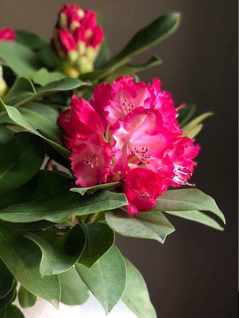 家里养4种花，气质格调一样不少，就是贵！