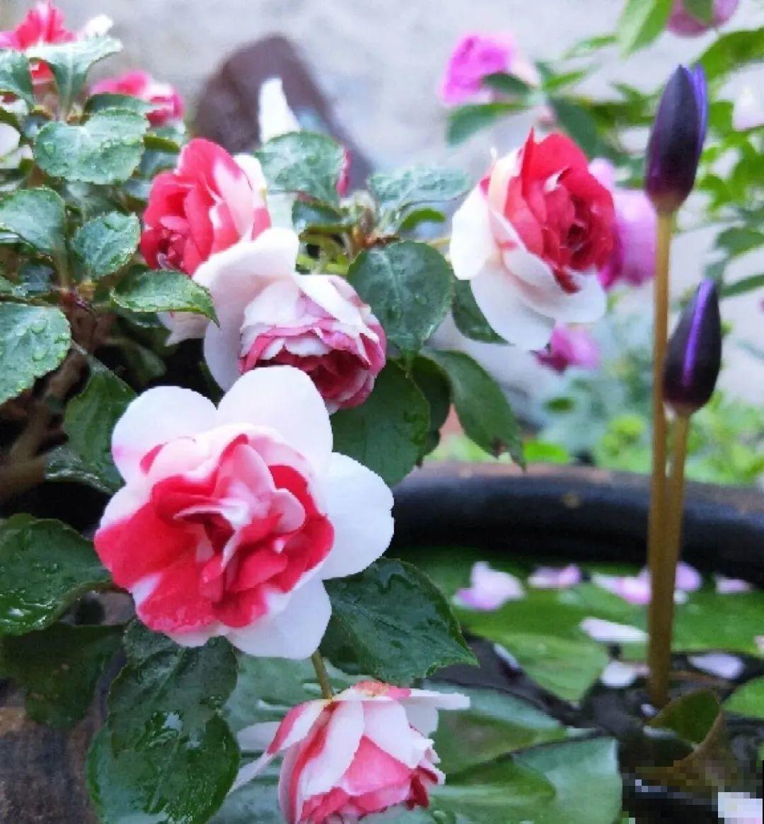 20种花春天开得正盛,花期长、容易爆花,虫害少! 20种花春天开得正盛,花期长、容易爆花,虫害少!