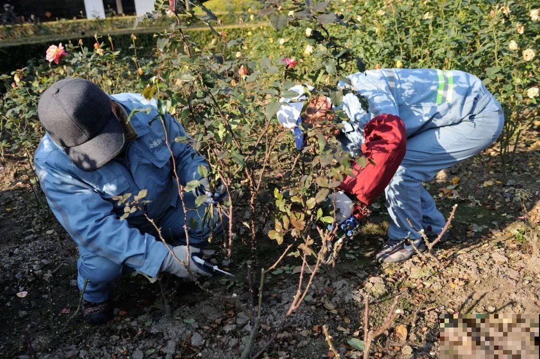 月季12个月计划表，按照这个养，大花墙不是梦！