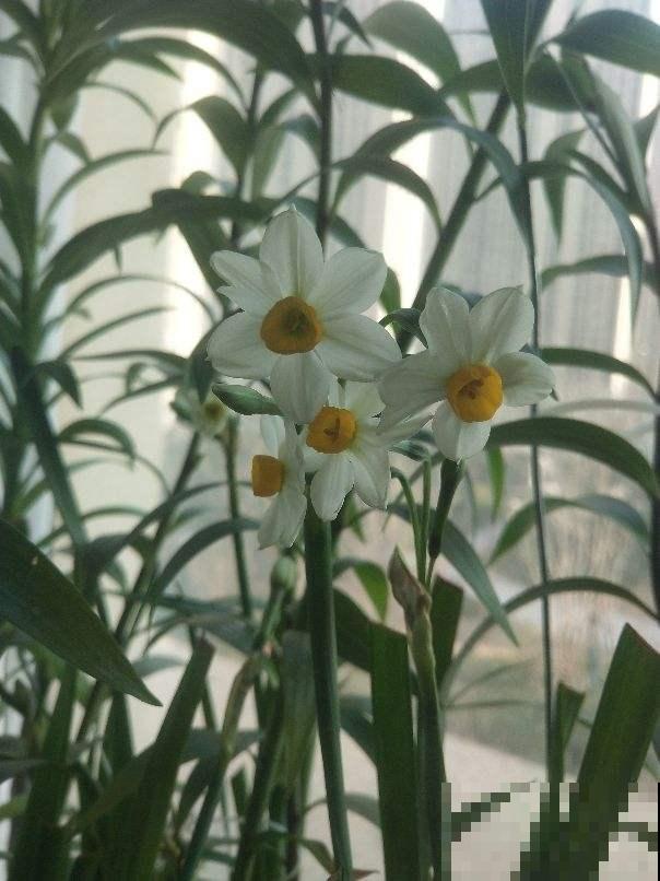 3种花不能让它们长太高，光长个子，就很难开花了