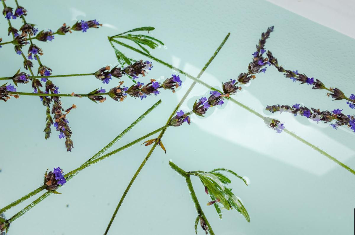 “失眠克星”?卧室里养这几种植物,再也不都用担心失眠了! “失眠克星”?卧室里养这几种植物,再也不都用担心失眠了!