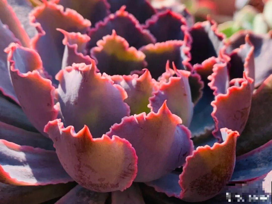 小阳台也能养多肉，一尺一寸，都是繁华！