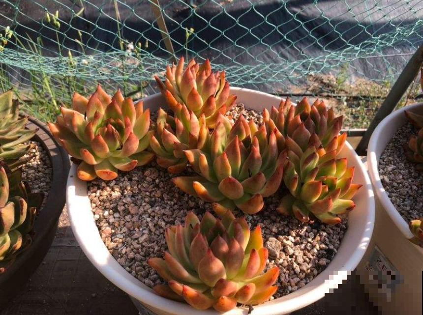 买多肉的3个“雷区”,新手一踩一个准,需谨慎! 买多肉的3个“雷区”,新手一踩一个准,需谨慎!