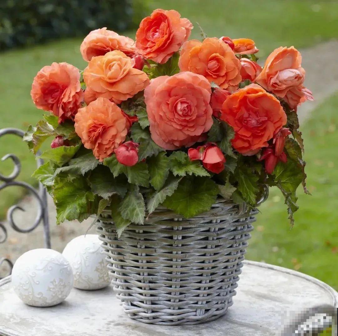 1种花不能用大盆，盆越小，水越少，开花更爆盆！