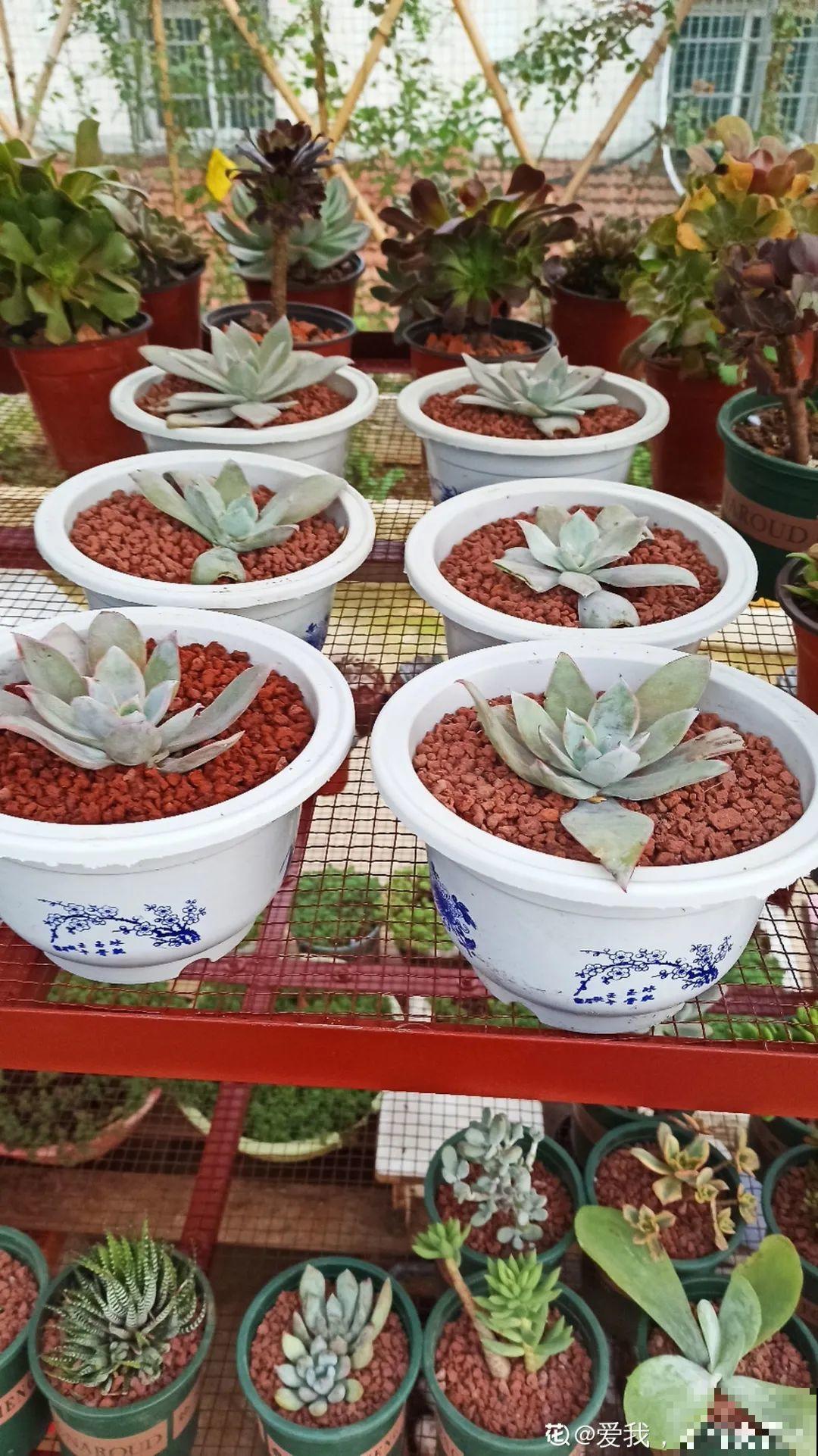 多肉养在大盆里,就是豪横霸气,棵棵大得像白菜 多肉养在大盆里,就是豪横霸气,棵棵大得像白菜