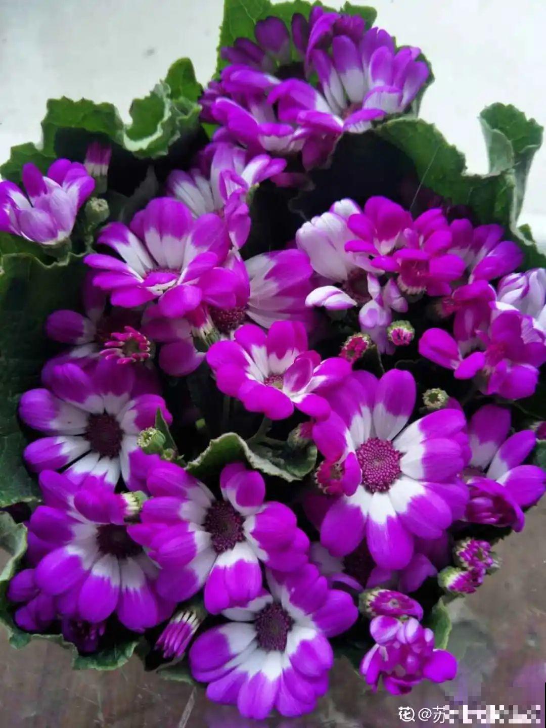 冬天逛花市，花都便宜得像白菜，赶紧买！