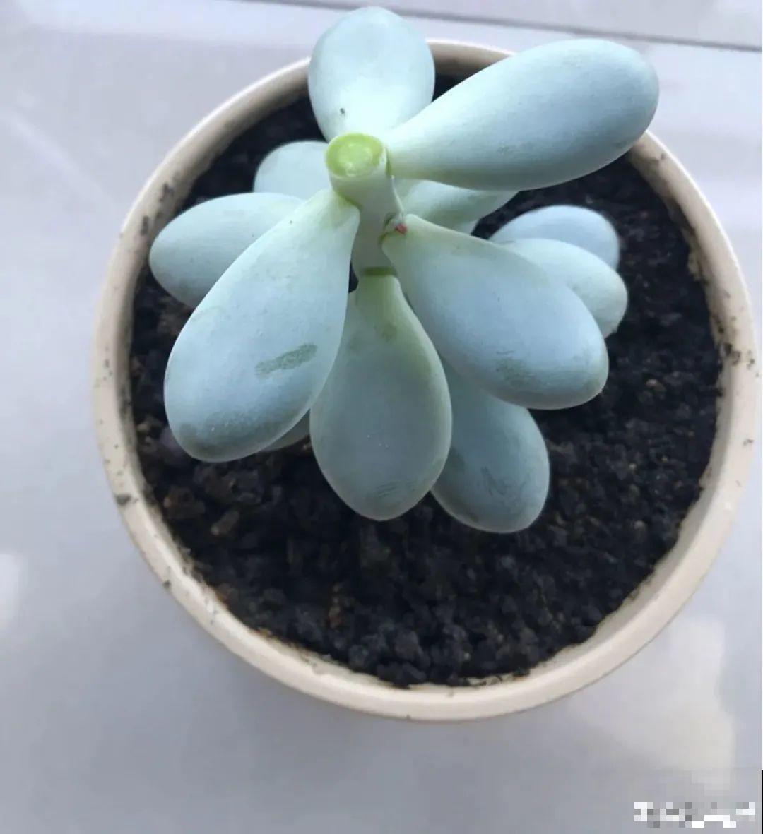 3月是给花剃头的好时机,现在狠心剪,下月就开花 3月是给花剃头的好时机,现在狠心剪,下月就开花