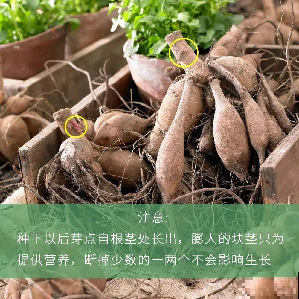 大丽花真是开花机器，连开6个月不歇气，花比脸盆还大