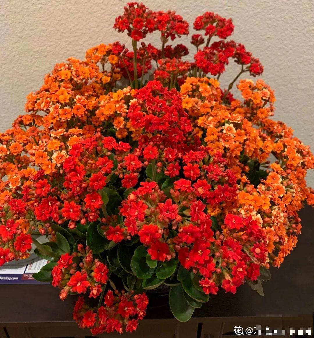 比绿萝好看的8种花，养护起来特简单，颜色还鲜艳