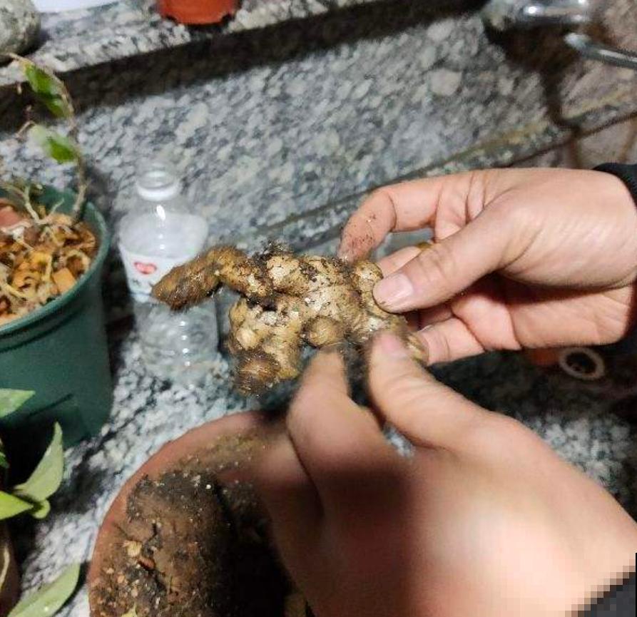 蔬菜不能乱吃，这4种菜很危险，看到就赶紧扔，别舍不得！