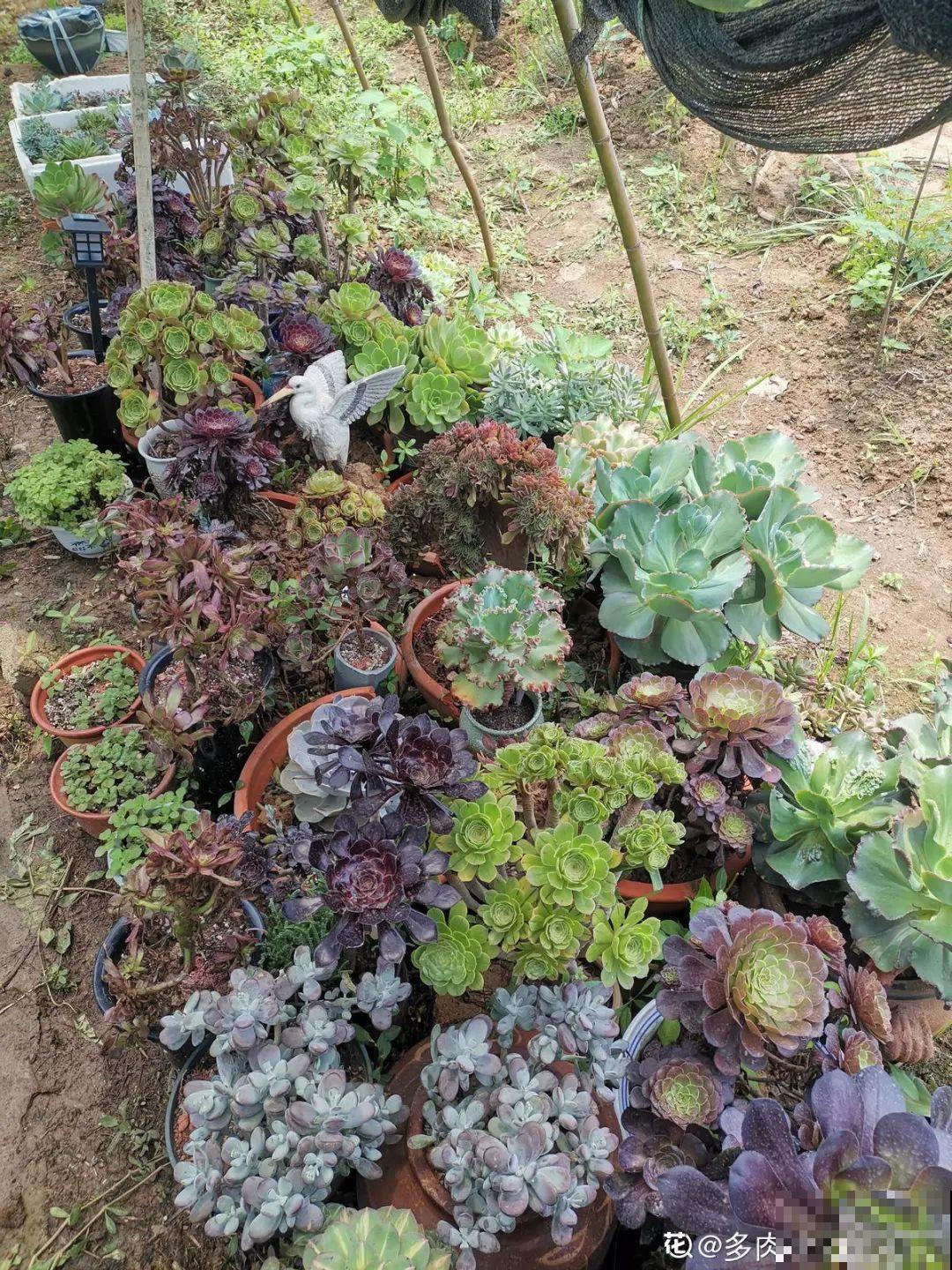 自然生长的多肉，叶子肥嘟嘟，壮得像大白菜