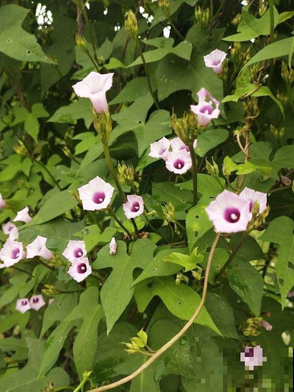 5种小野花,春天养护太美了,随便挖一颗回家吧! 5种小野花,春天养护太美了,随便挖一颗回家吧!