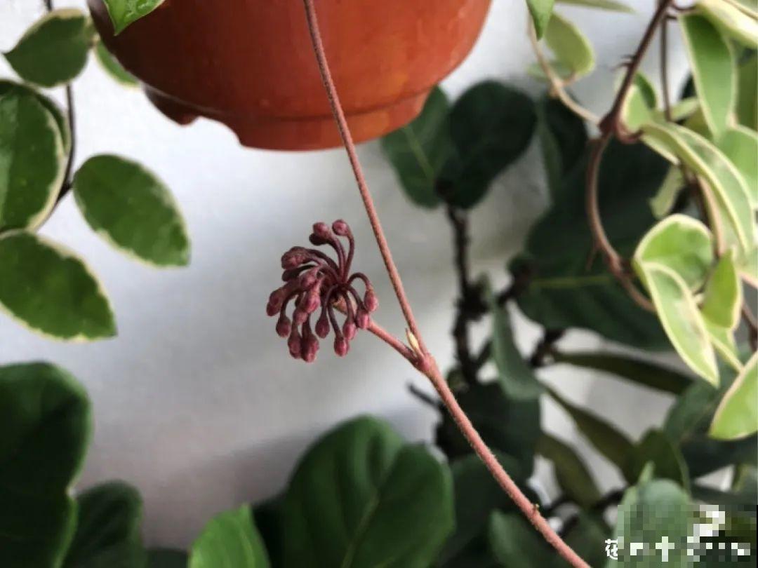 带花芽的枝条不能修剪，未来全是花苞，一剪就亏了