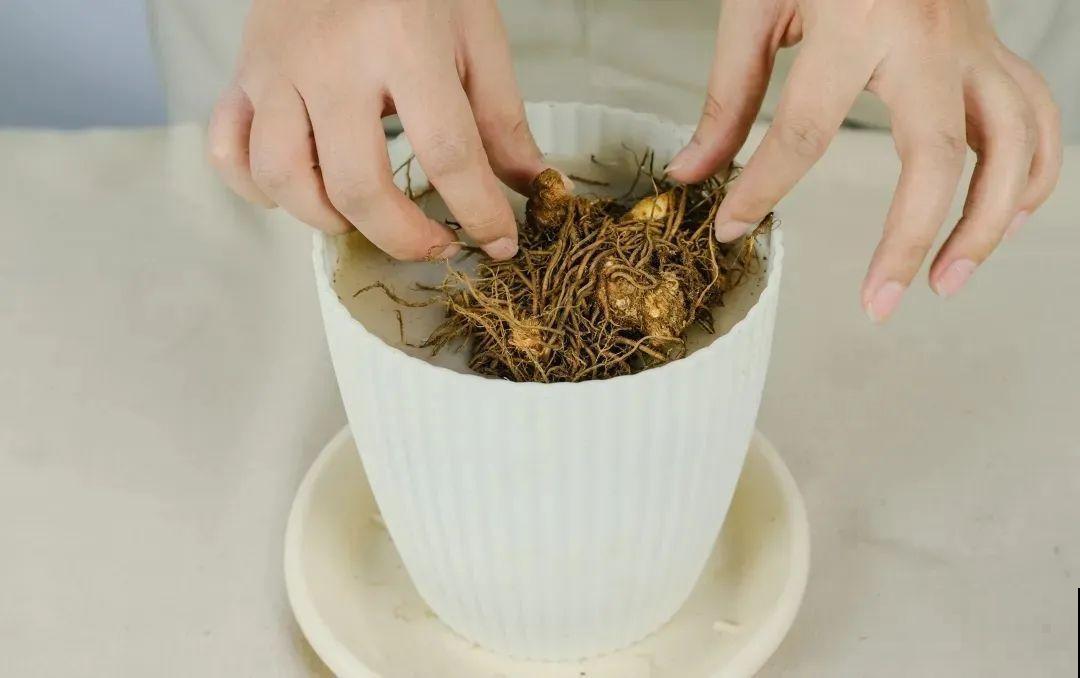 落新妇耐寒又耐阴，颜值高，气质佳，今年最流行！