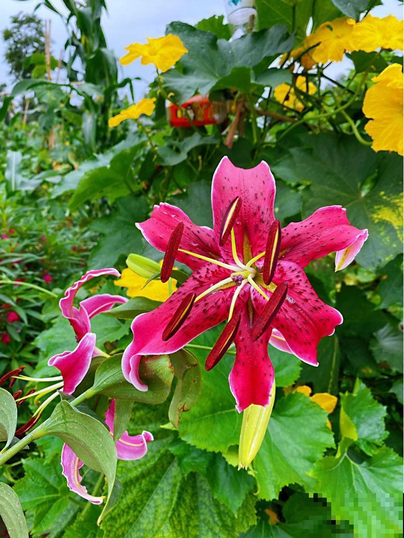 小面积的南窗台，养这6种花，一个春天就爆花