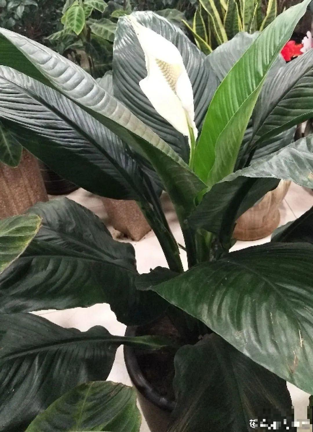 24种花,净化空气最厉害,绿萝竟然倒数! 24种花,净化空气最厉害,绿萝竟然倒数!