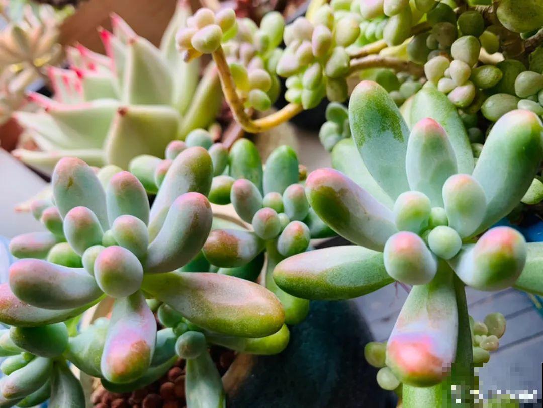 小阳台也能养多肉，一尺一寸，都是繁华！