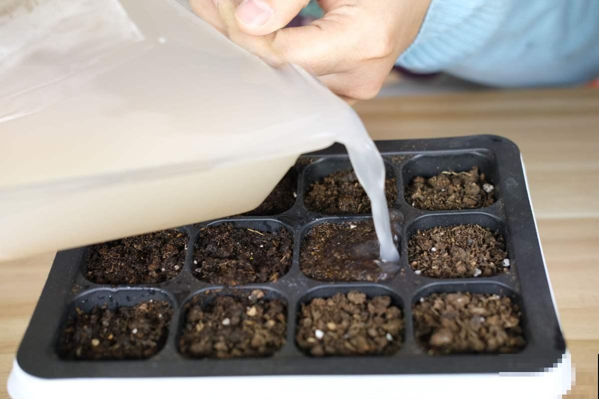 不会用多菌灵？难怪植物经常生病，教你多菌灵的4种用法！