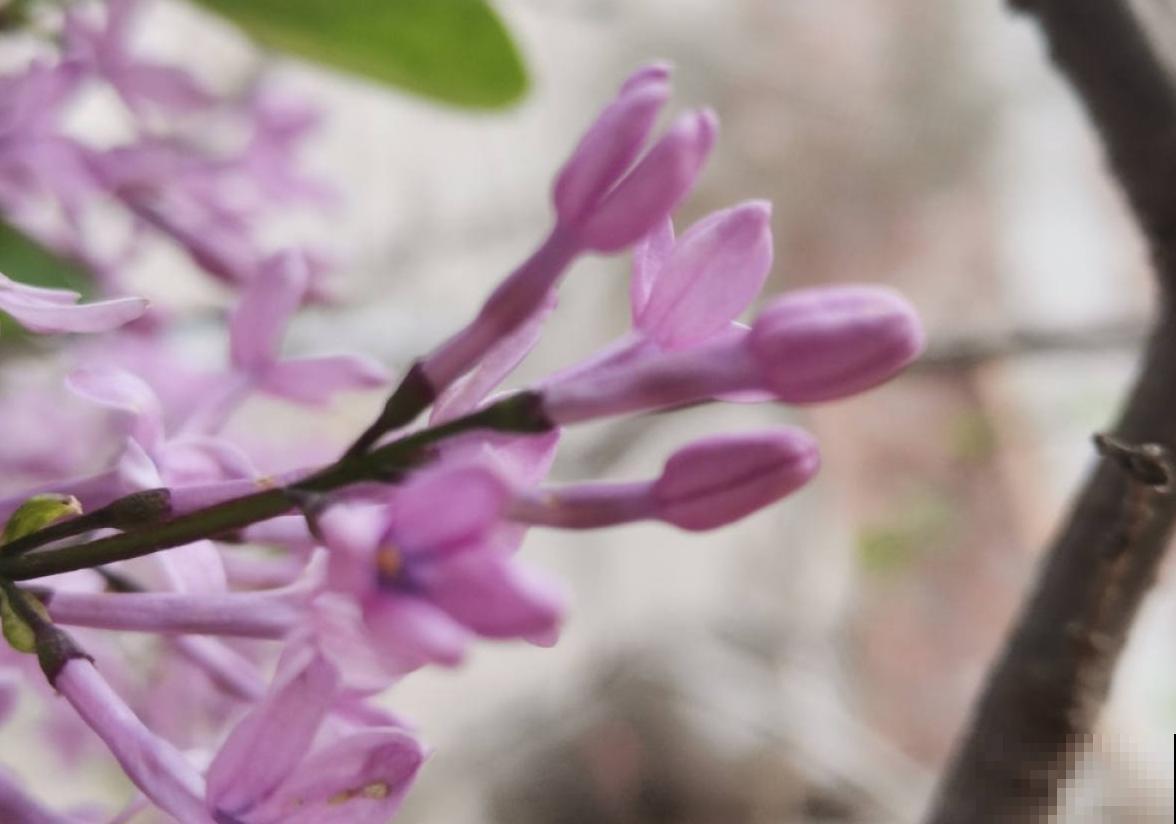 手把手教你养丁香，花开的时候美成一片，太值了！