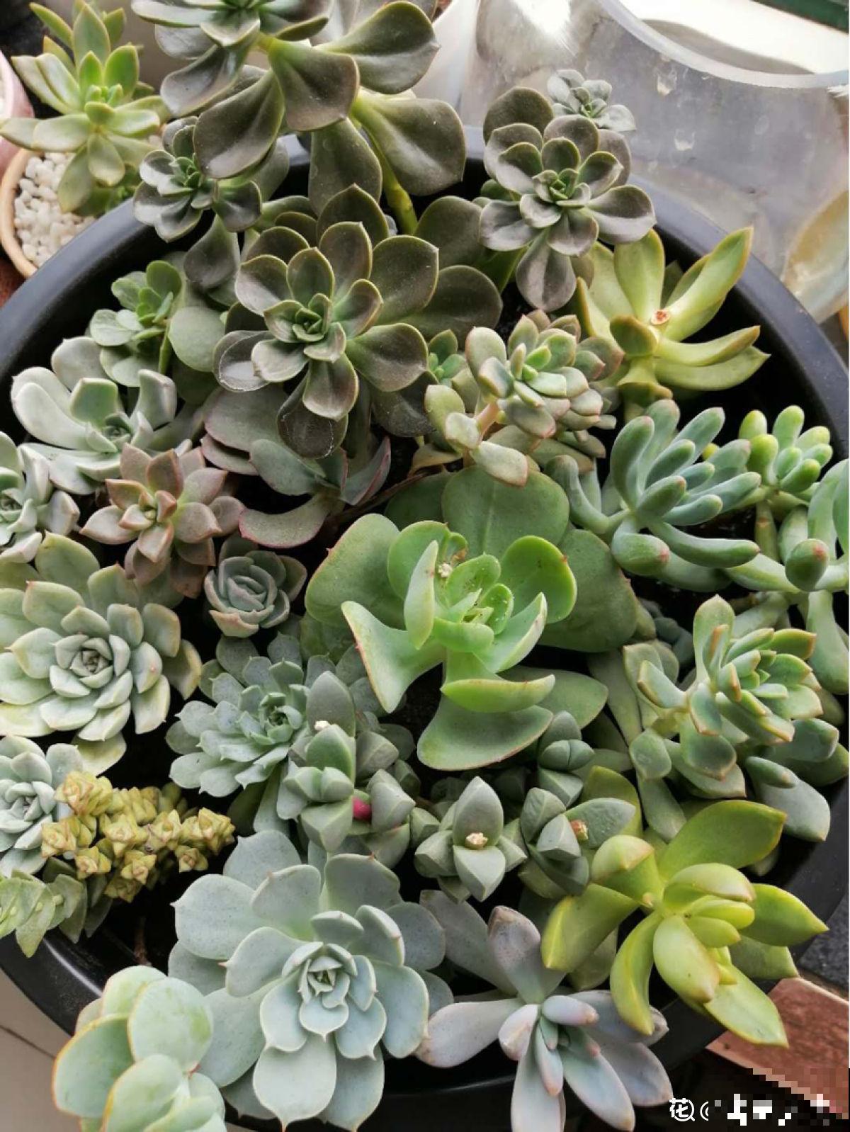 养多肉也有难处，亲身实践告诉你，掌握要点才能养好多肉