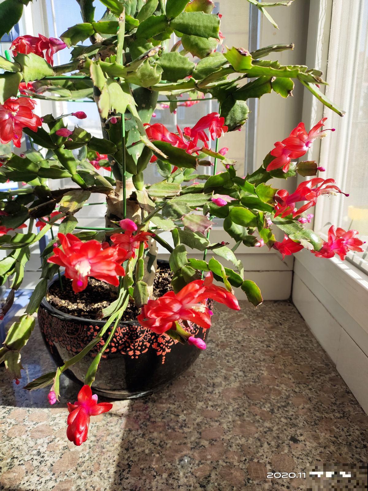 家里养蟹爪兰,这三个地方躲远点,不然花苞掉一地 家里养蟹爪兰,这三个地方躲远点,不然花苞掉一地