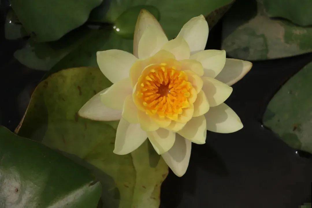 家里养盆“花中睡美人”，一天灌一瓢水，开花多得大缸放不下！