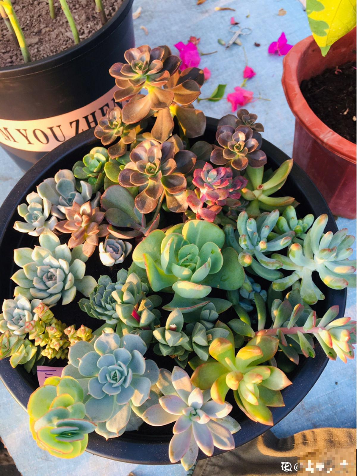 养多肉也有难处，亲身实践告诉你，掌握要点才能养好多肉