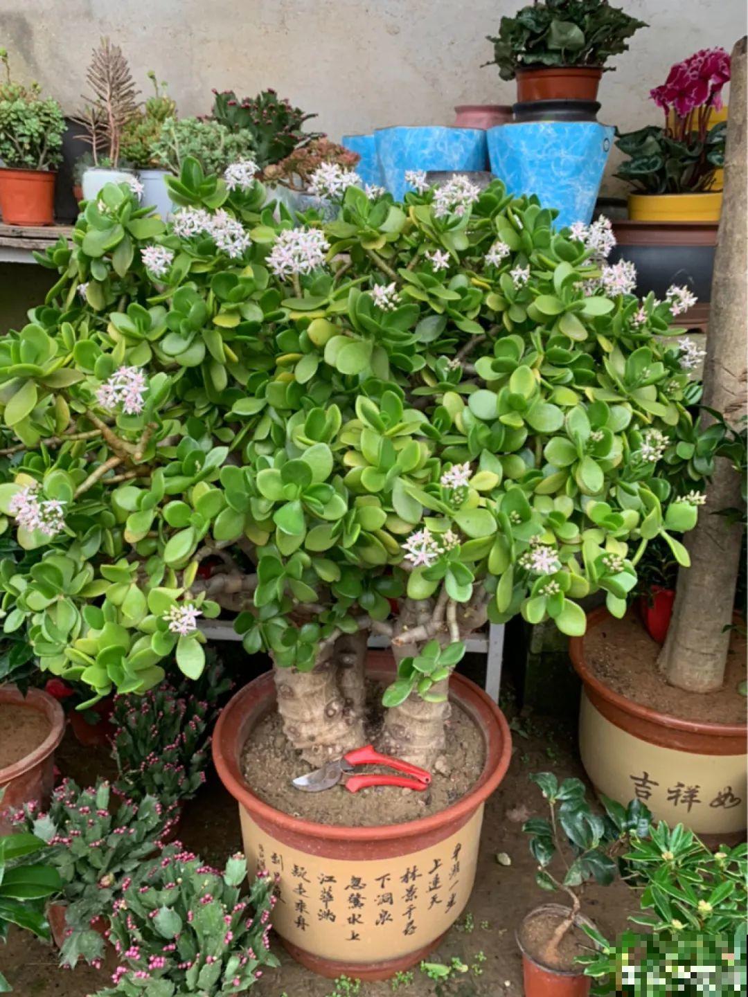 超级耐旱花，整个冬天不浇水，还能胖一圈！