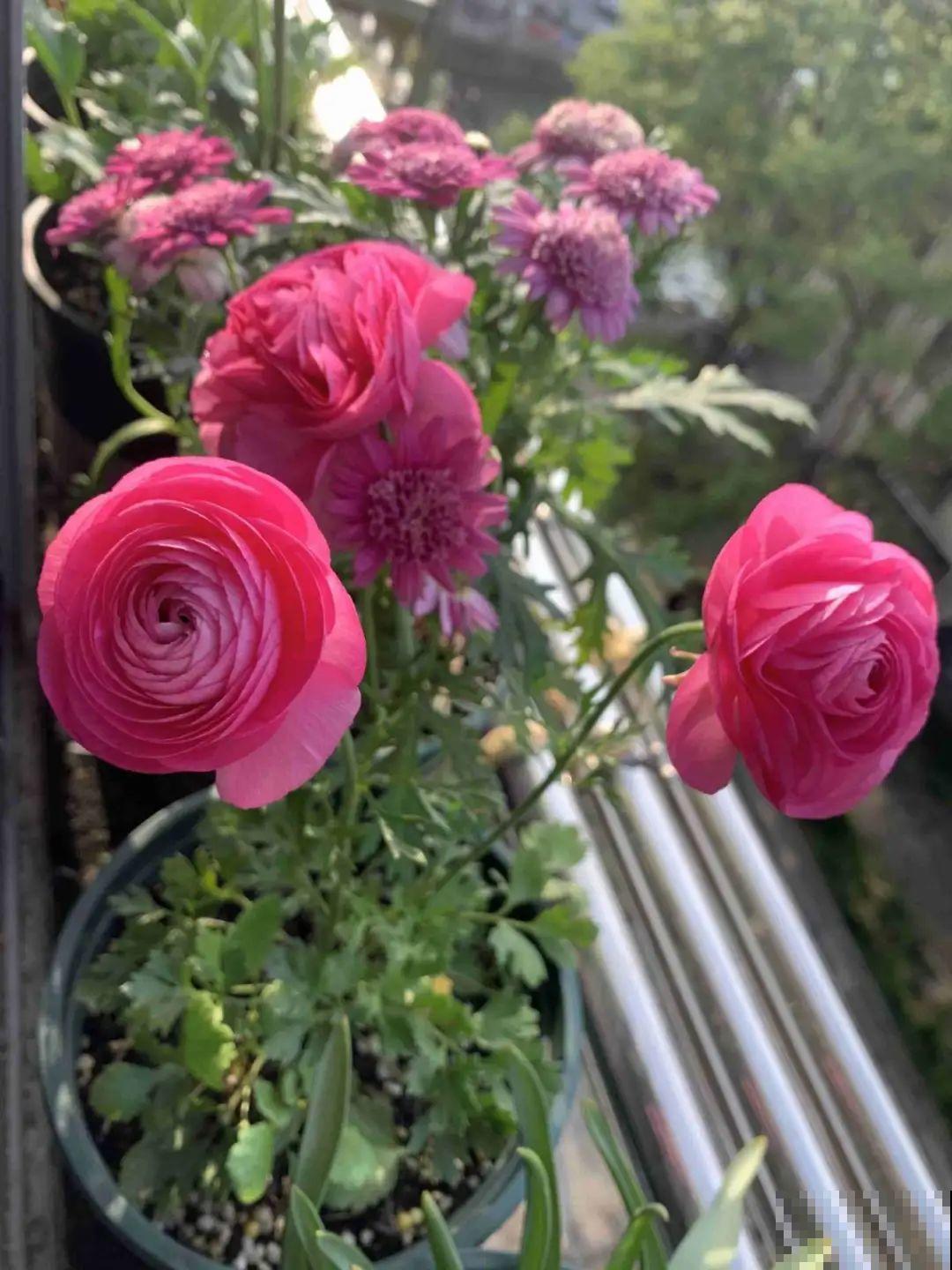 郁金香开花像假花，亲戚都不相信是真的，非要上手摸