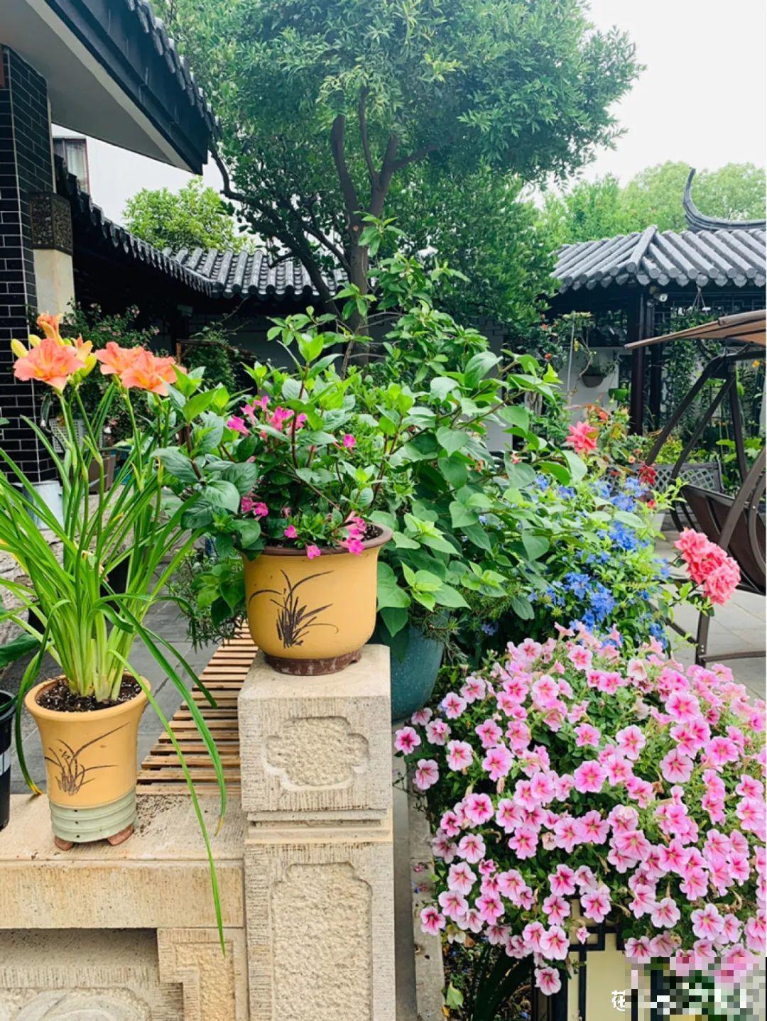 梦想有个院子，养花弄草，过舒心日子！