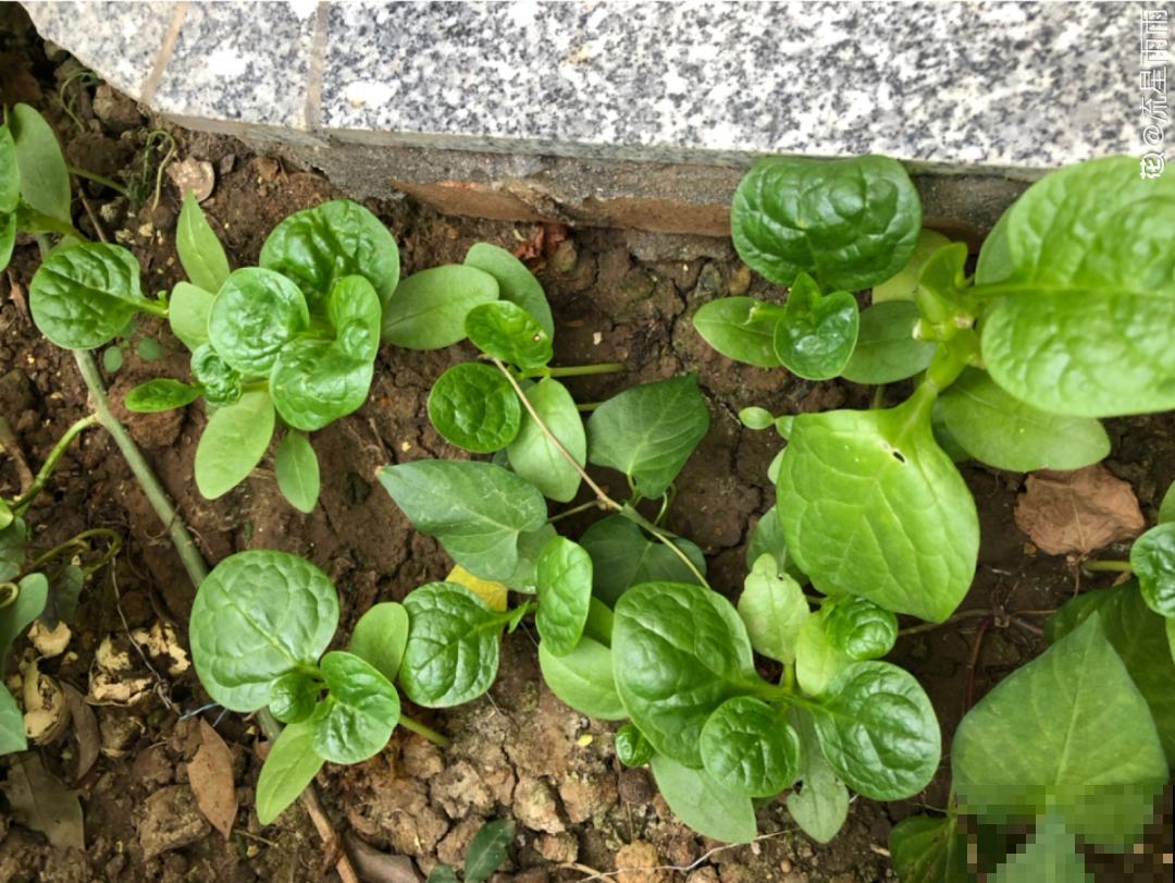 在家找个泡沫箱，撒把种子种蔬菜，不用出门买菜