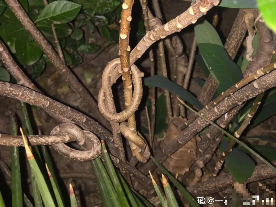 冬天的香水花，养1盆满屋子飘香，千万不要放卧室