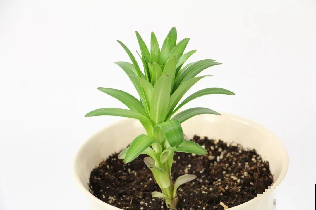 开花比脸大的百合，种下一个球，能爆一大窝球崽！