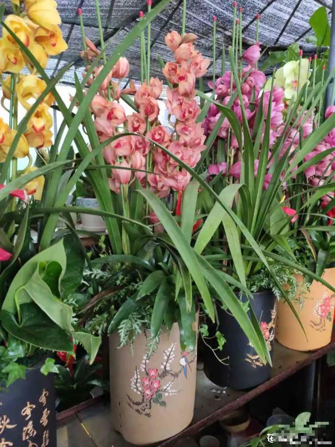 “短命”年宵花，买一盆枯一盆，太心疼