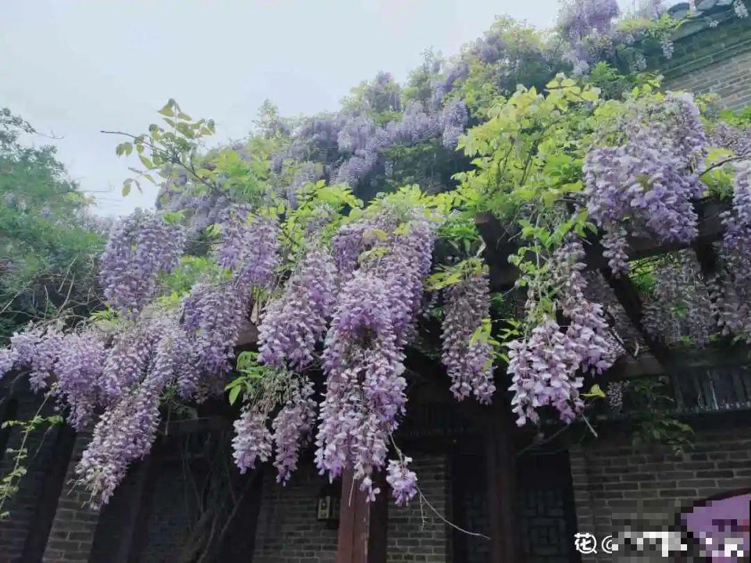 零下20℃，冻不死的花，不用搬进屋！