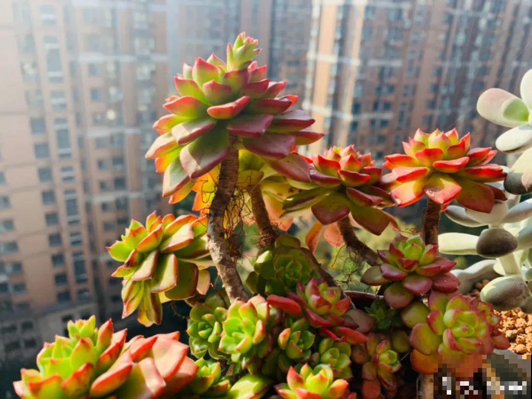 小阳台也能养多肉，一尺一寸，都是繁华！