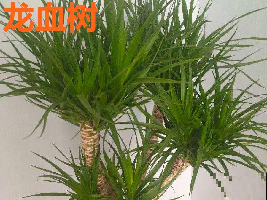 门口种了富贵竹，长到3米高，路过的都站着看！