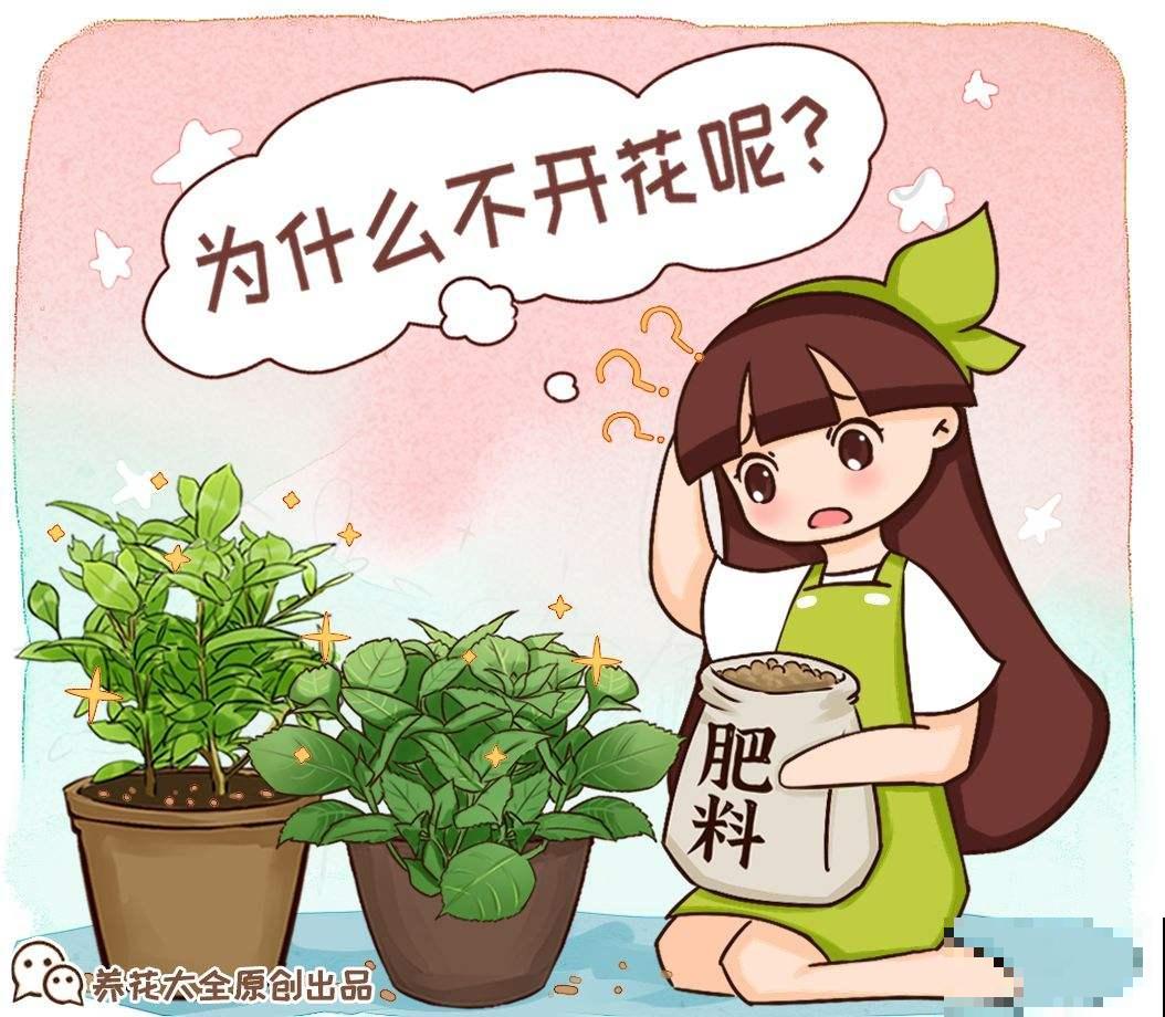 只长叶子不开花？避开这3点，花苞呼呼冒不停！