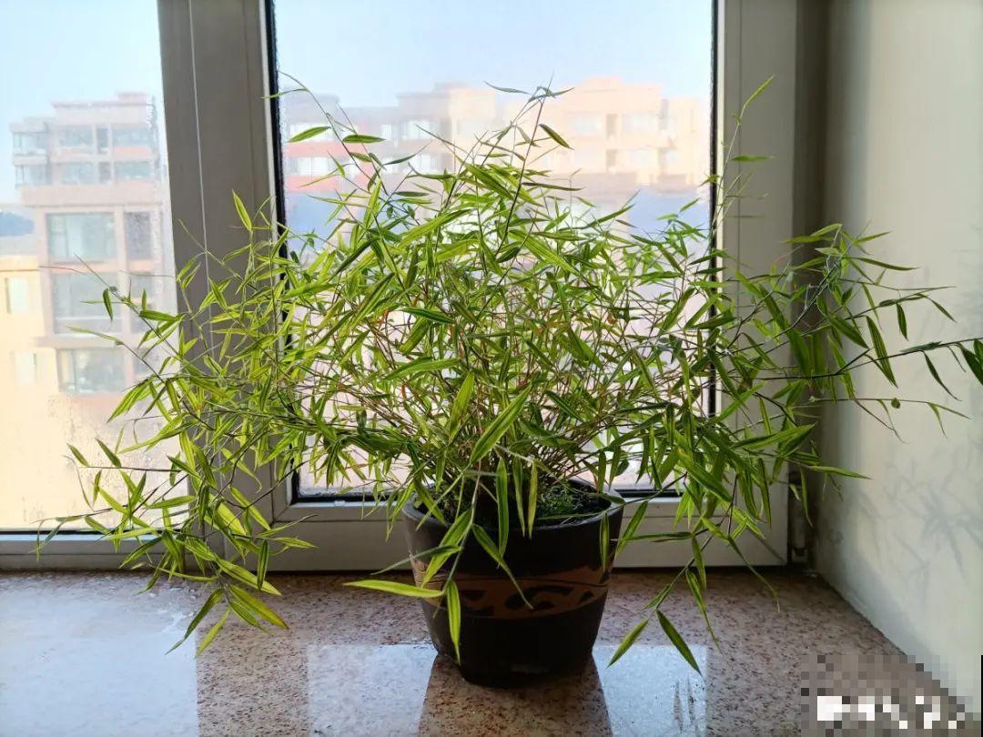 5种花就是一次性，开完花就扔，别浪费时间！