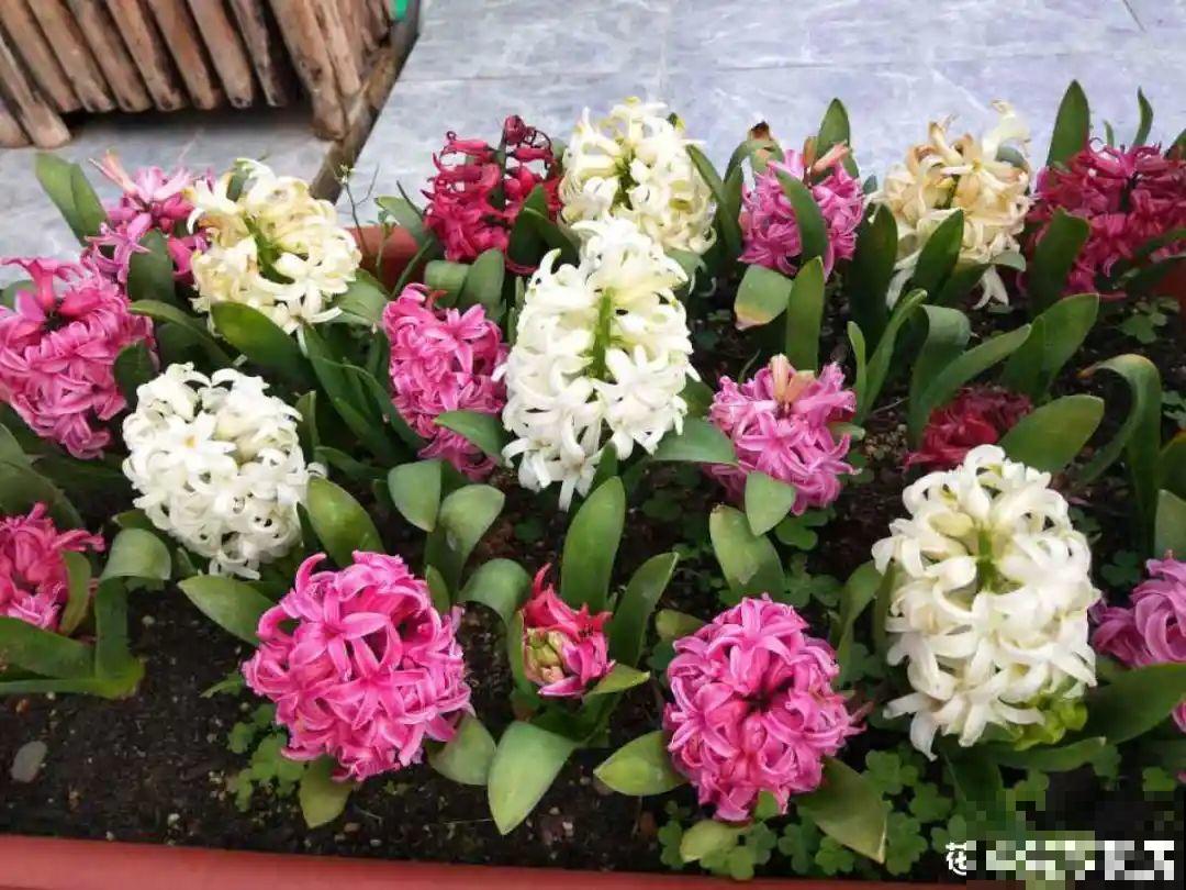 “过年花”开完，还能分10盆，每年都开花