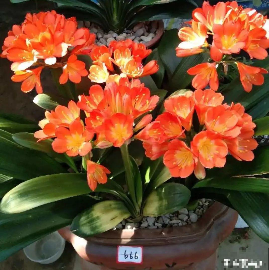 超级耐旱花，整个冬天不浇水，还能胖一圈！