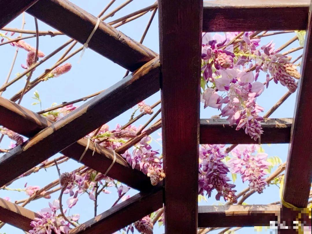 家里有这9种花,一定要冻一个月,才能开花更好看 家里有这9种花,一定要冻一个月,才能开花更好看